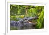 Alligator-Dennis Goodman-Framed Photographic Print