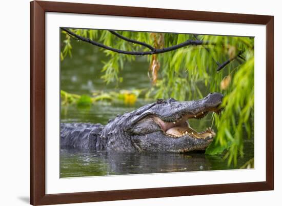 Alligator-Dennis Goodman-Framed Photographic Print