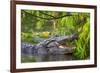 Alligator-Dennis Goodman-Framed Photographic Print