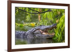 Alligator-Dennis Goodman-Framed Photographic Print