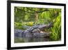 Alligator-Dennis Goodman-Framed Photographic Print