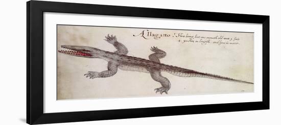 Alligator-John White-Framed Giclee Print