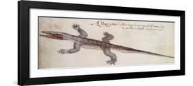 Alligator-John White-Framed Giclee Print