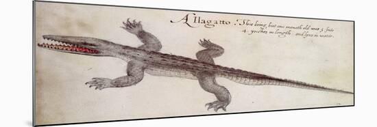 Alligator-John White-Mounted Giclee Print