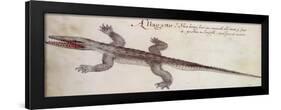 Alligator-John White-Framed Giclee Print