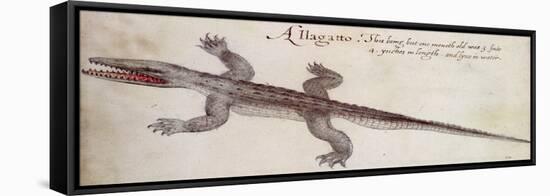 Alligator-John White-Framed Stretched Canvas