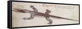 Alligator-John White-Framed Stretched Canvas