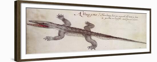 Alligator-John White-Framed Giclee Print