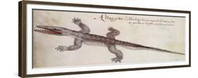 Alligator-John White-Framed Giclee Print