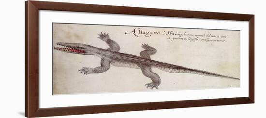 Alligator-John White-Framed Giclee Print