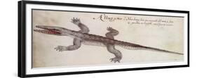 Alligator-John White-Framed Giclee Print