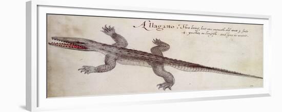 Alligator-John White-Framed Giclee Print