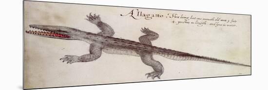 Alligator-John White-Mounted Giclee Print