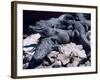 Alligators Bask in the Sun in Louisiana's Bayou Country-null-Framed Photographic Print