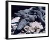 Alligators Bask in the Sun in Louisiana's Bayou Country-null-Framed Photographic Print