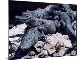 Alligators Bask in the Sun in Louisiana's Bayou Country-null-Mounted Photographic Print