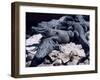 Alligators Bask in the Sun in Louisiana's Bayou Country-null-Framed Photographic Print