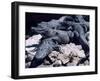Alligators Bask in the Sun in Louisiana's Bayou Country-null-Framed Photographic Print