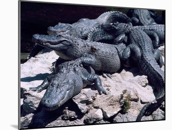 Alligators Bask in the Sun in Louisiana's Bayou Country-null-Mounted Photographic Print