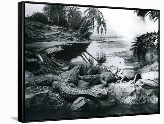 Alligators, in a Panorama Setting, at London Zoo, 1928-Frederick William Bond-Framed Stretched Canvas