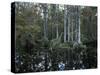 Alligators in Swamp Waters at Babcock Wilderness Ranch Near Fort Myers, Florida, USA-Fraser Hall-Stretched Canvas