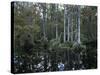 Alligators in Swamp Waters at Babcock Wilderness Ranch Near Fort Myers, Florida, USA-Fraser Hall-Stretched Canvas