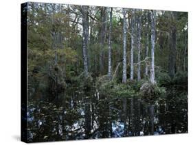 Alligators in Swamp Waters at Babcock Wilderness Ranch Near Fort Myers, Florida, USA-Fraser Hall-Stretched Canvas