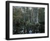 Alligators in Swamp Waters at Babcock Wilderness Ranch Near Fort Myers, Florida, USA-Fraser Hall-Framed Photographic Print