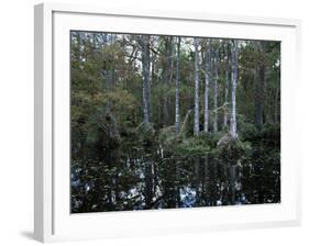 Alligators in Swamp Waters at Babcock Wilderness Ranch Near Fort Myers, Florida, USA-Fraser Hall-Framed Photographic Print