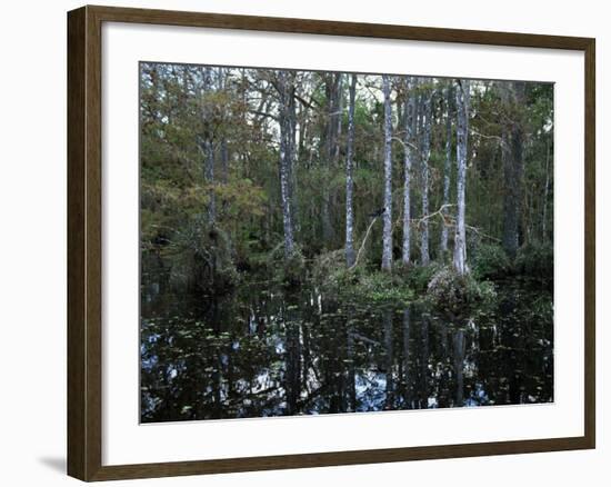 Alligators in Swamp Waters at Babcock Wilderness Ranch Near Fort Myers, Florida, USA-Fraser Hall-Framed Photographic Print