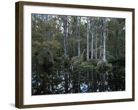 Alligators in Swamp Waters at Babcock Wilderness Ranch Near Fort Myers, Florida, USA-Fraser Hall-Framed Photographic Print