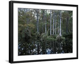 Alligators in Swamp Waters at Babcock Wilderness Ranch Near Fort Myers, Florida, USA-Fraser Hall-Framed Photographic Print