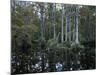 Alligators in Swamp Waters at Babcock Wilderness Ranch Near Fort Myers, Florida, USA-Fraser Hall-Mounted Photographic Print