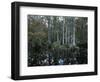 Alligators in Swamp Waters at Babcock Wilderness Ranch Near Fort Myers, Florida, USA-Fraser Hall-Framed Photographic Print