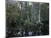 Alligators in Swamp Waters at Babcock Wilderness Ranch Near Fort Myers, Florida, USA-Fraser Hall-Mounted Photographic Print