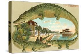 Alligators, Sea Wall, St. Augustine, Florida-null-Stretched Canvas
