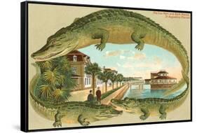 Alligators, Sea Wall, St. Augustine, Florida-null-Framed Stretched Canvas