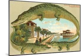 Alligators, Sea Wall, St. Augustine, Florida-null-Mounted Art Print