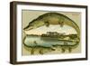 Alligators Surrounding the Royal Palm Hotel, C.1908-null-Framed Giclee Print