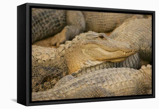 Alligators-null-Framed Stretched Canvas