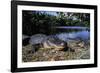 Alligators-null-Framed Photographic Print