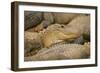 Alligators-null-Framed Photographic Print