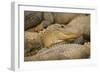 Alligators-null-Framed Photographic Print