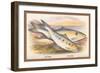 Allis Shad and Twaite Shad-A.f. Lydon-Framed Art Print