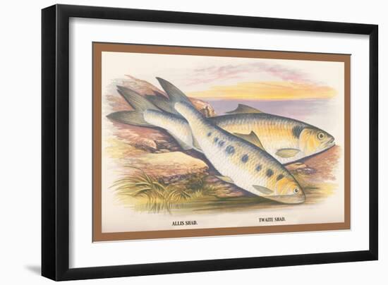 Allis Shad and Twaite Shad-A.f. Lydon-Framed Art Print