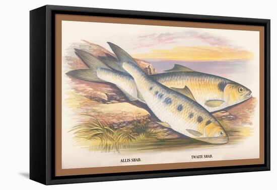 Allis Shad and Twaite Shad-A.f. Lydon-Framed Stretched Canvas