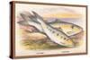 Allis Shad and Twaite Shad-A.f. Lydon-Stretched Canvas