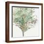 Brown Frame