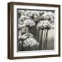 Allium Cluster-Assaf Frank-Framed Giclee Print