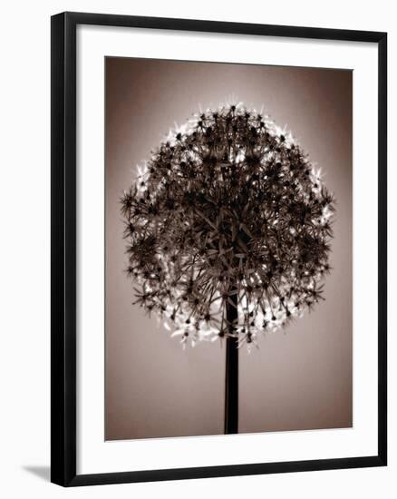 Allium Eclipse-Malcolm Sanders-Framed Giclee Print